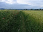 Field path by Jin